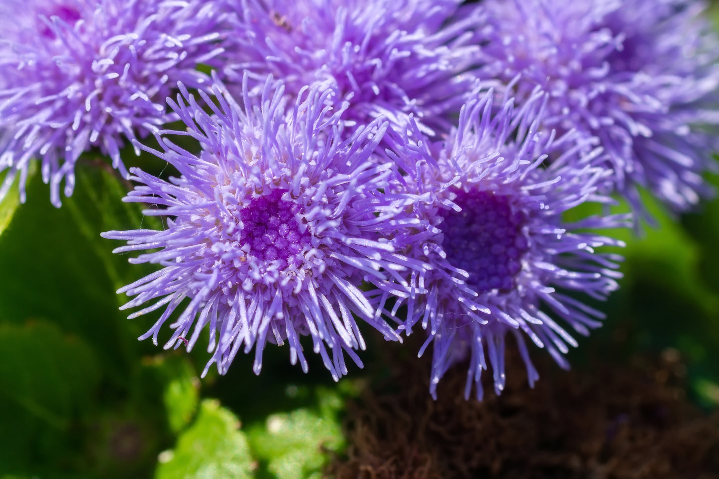 100 Dwarf BLUE MINK AGERATUM Houstonianum Fuzzy Double West Indies Flower Seeds