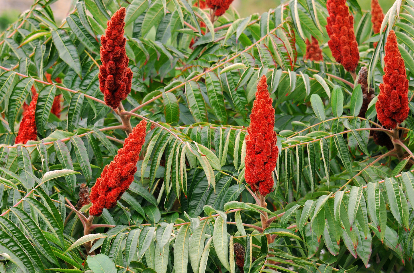 50 STAGHORN SUMAC TREE Rhus Typhina Yellow Flowers Red Berries Seeds