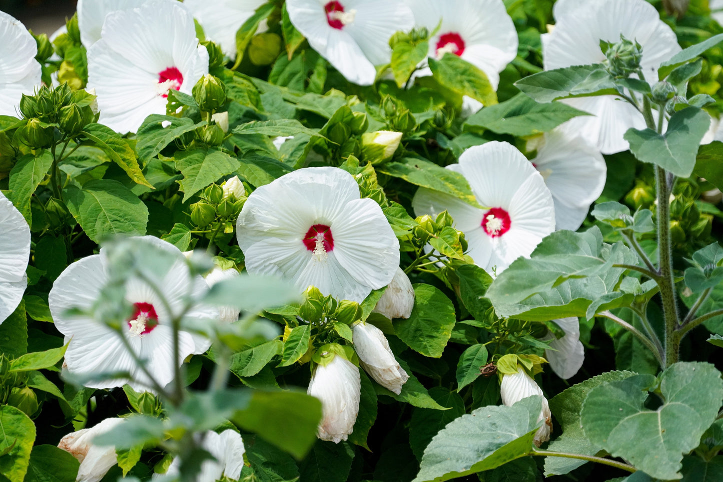 25 Luna WHITE HARDY HIBISCUS Hibiscus Moscheutos Flower Seeds