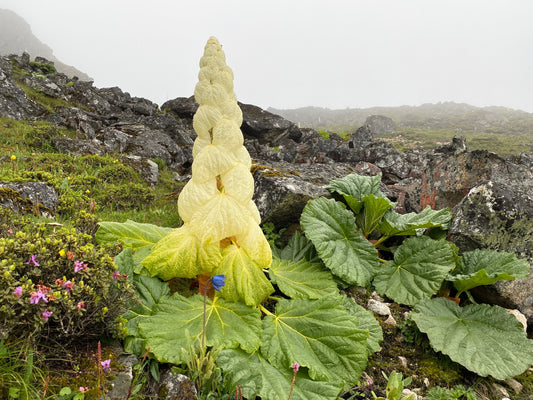5 NOBLE RHUBARB Rheum Nobile Ornamental Sikkim Himalayan Glasshouse Plant Seeds