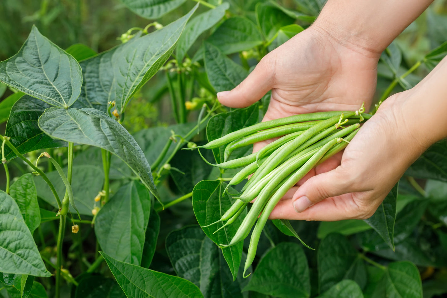 50 TENDERGREEN GREEN BEAN Phaseolus Vulgaris Vegetable Seeds