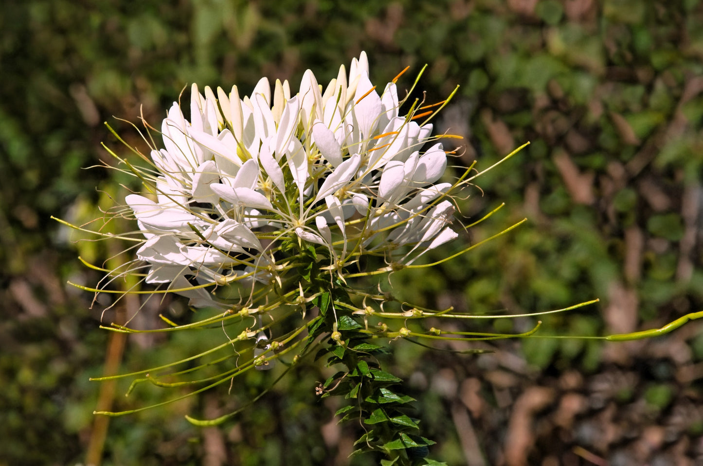 200 WHITE QUEEN CLEOME (Spider Flower) Cleome Hassleriana Cleome Spinosa Flower Seeds