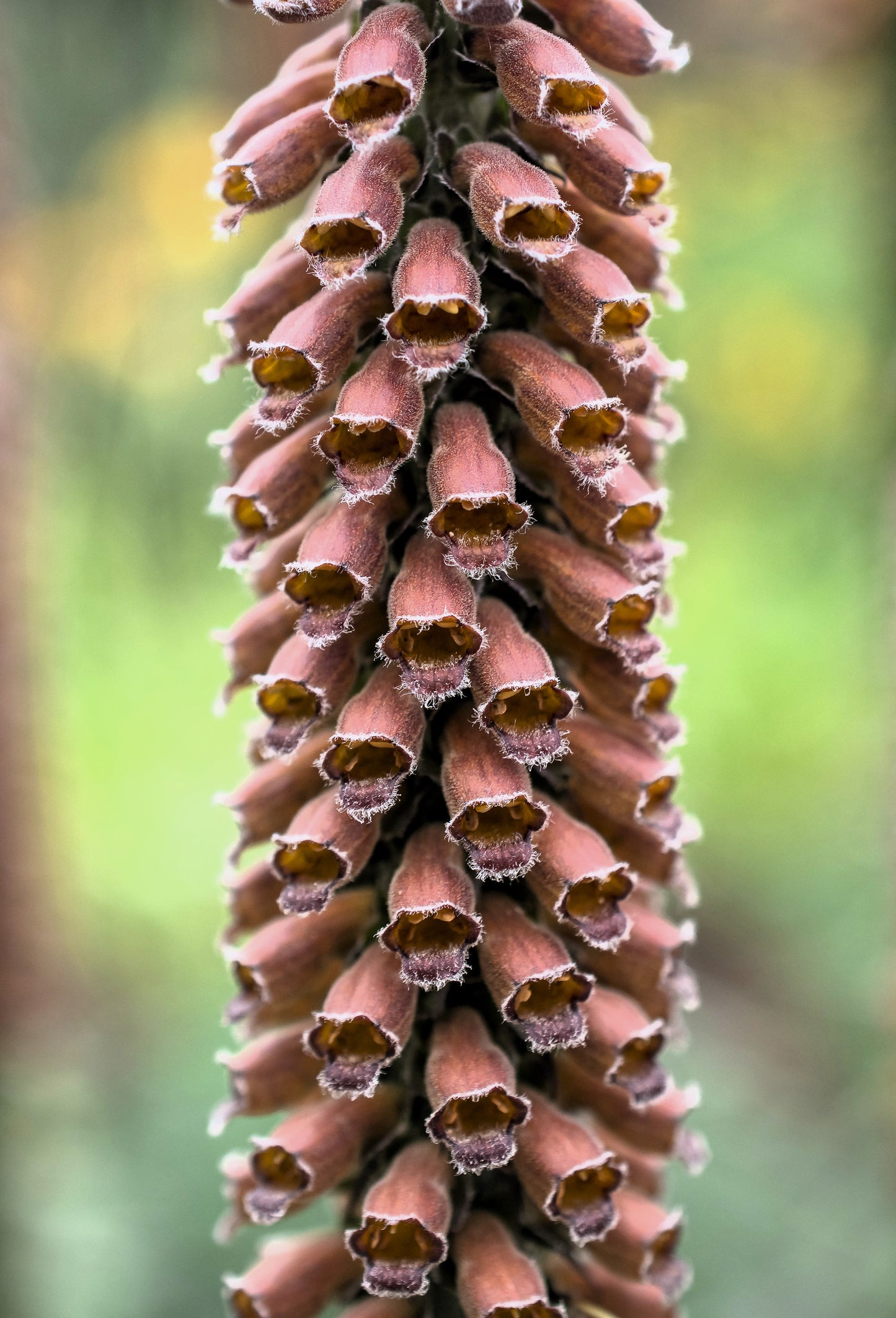 1000 Seeds MIXED FOXGLOVE Digitalis Purpurea Flower Seeds