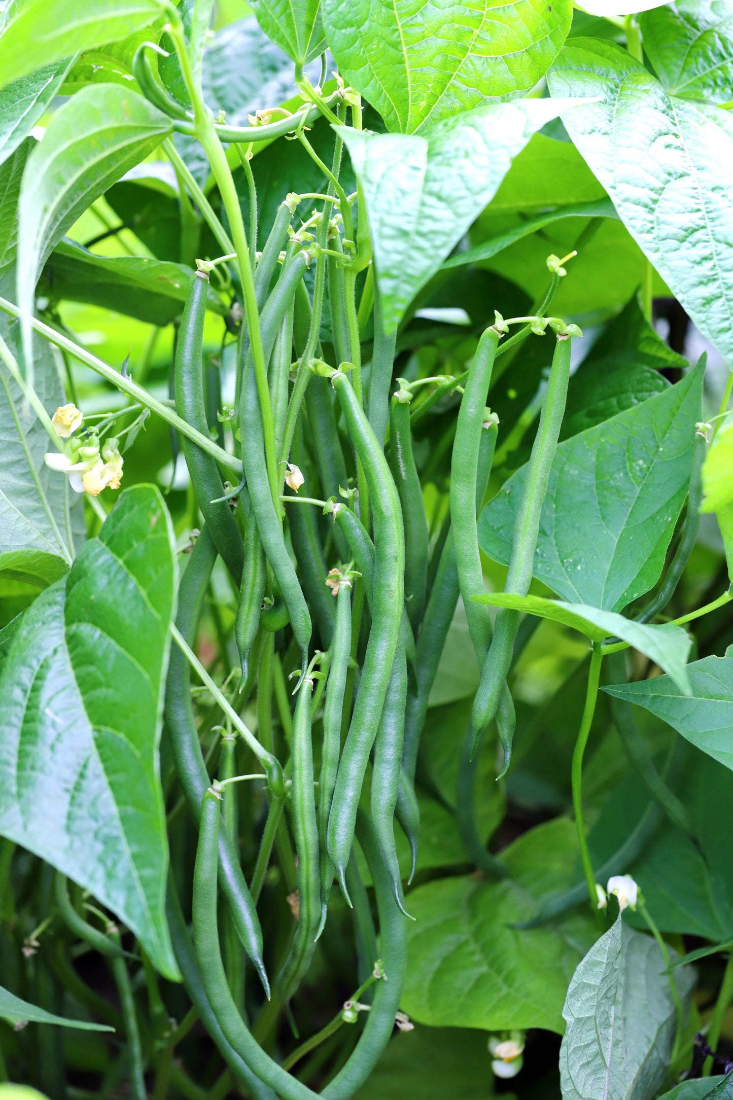 50 GREENCROP GREEN BEAN Phaseolus Vulgaris Vegetable Seeds