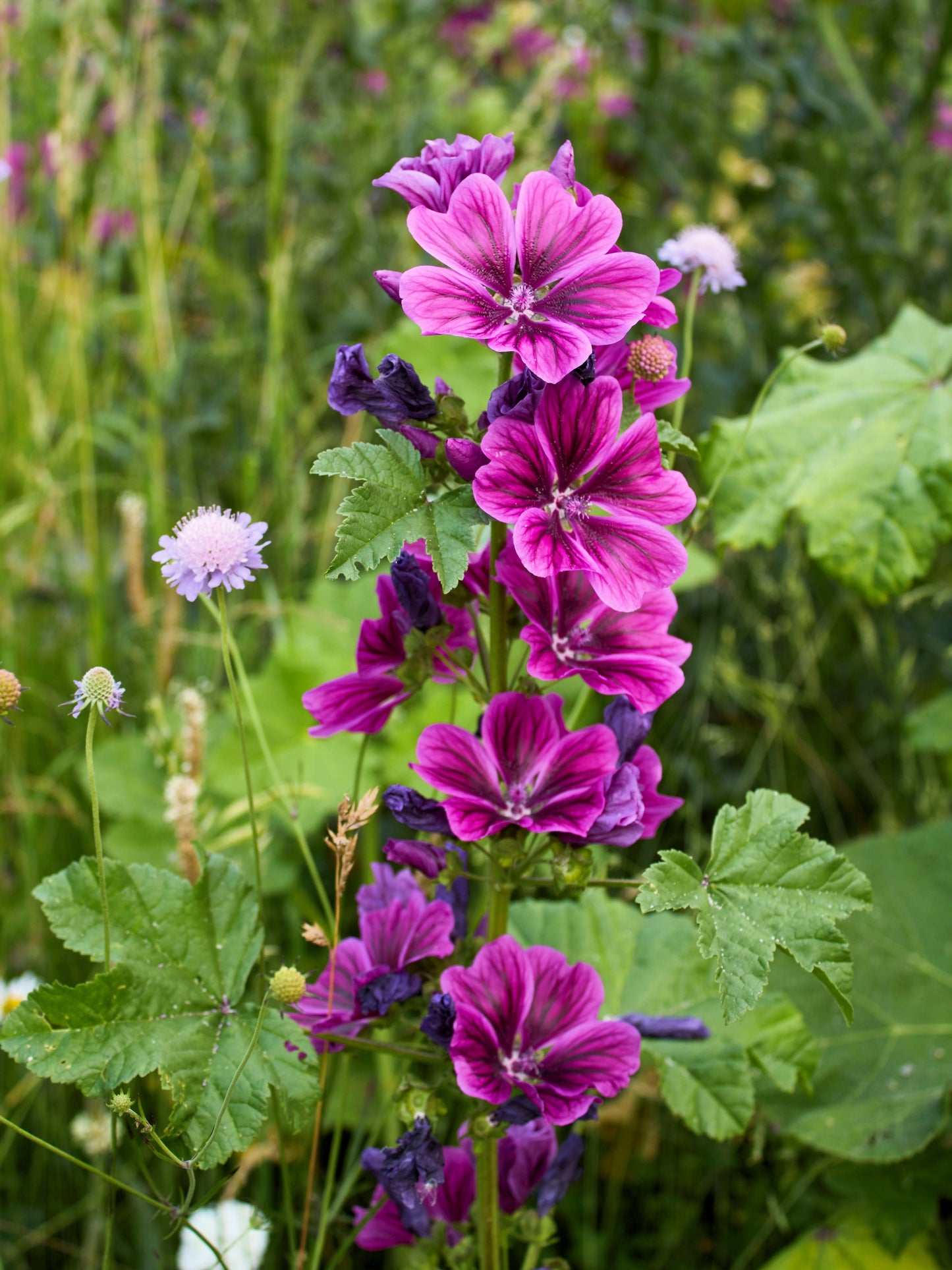 20 MAURITIAN MALVA Mallow Malva sylvestris var. mauritania Flower Seeds