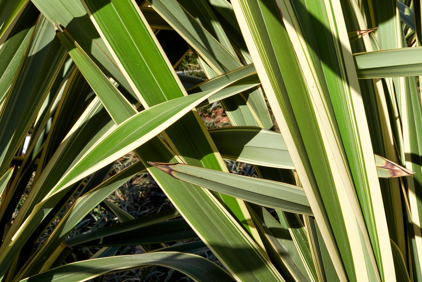 10 Variegated NEW ZEALAND FLAX Phormium Tenax Variegatum Ornamental Grass Flower Seeds