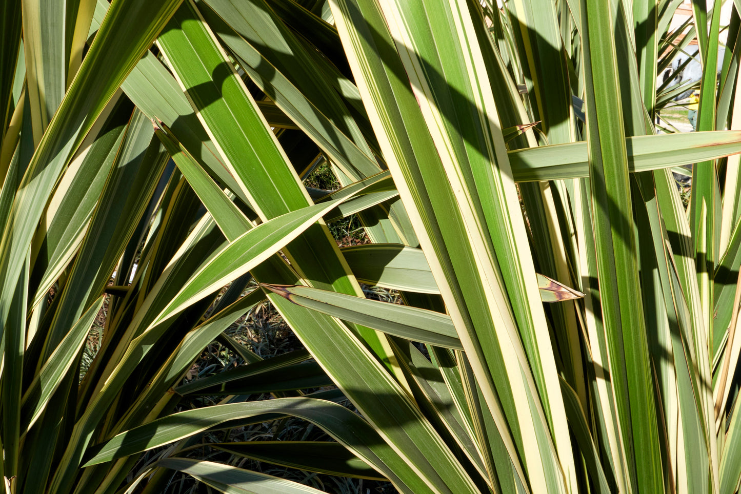 10 Variegated NEW ZEALAND FLAX Phormium Tenax Variegatum Ornamental Grass Flower Seeds