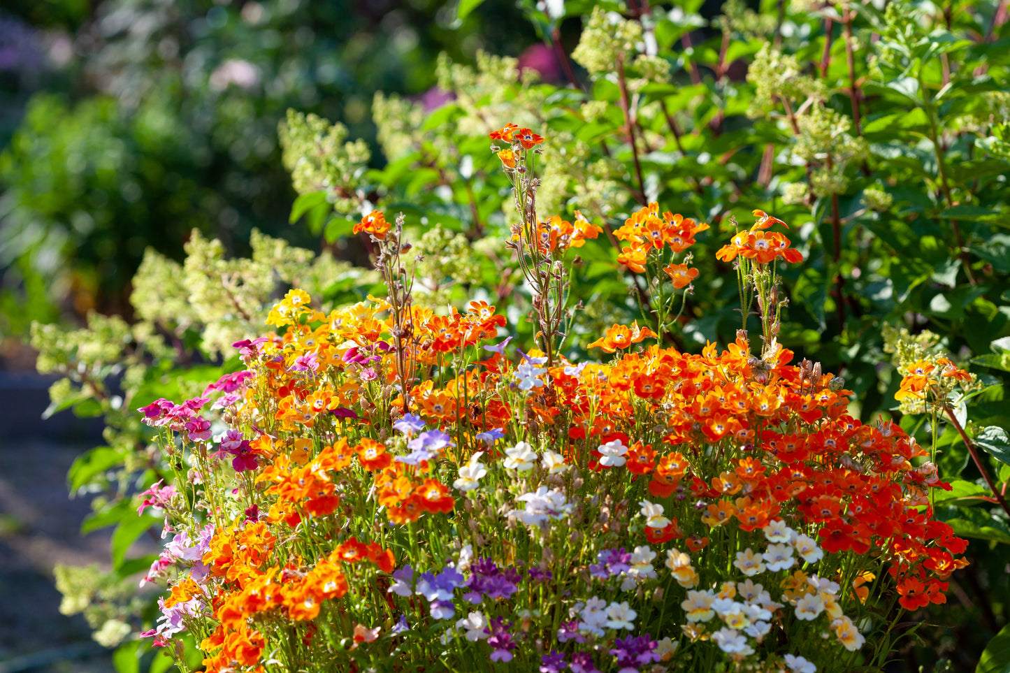 50 ORANGE PRINCE NEMESIA Strumosa Flower Seeds