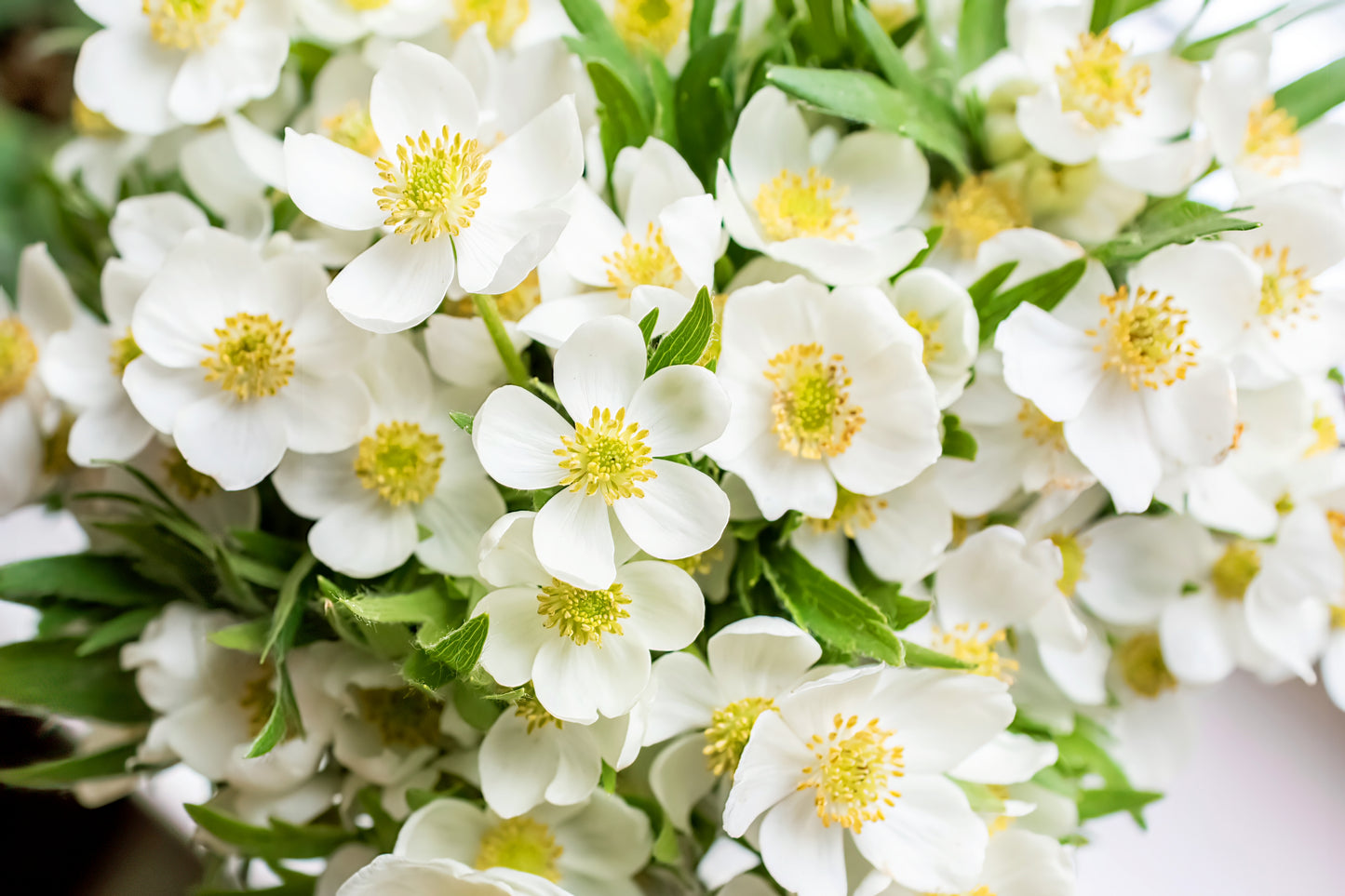 5 MADONNA ANEMONE Sylvestris White & Yellow Flower Seeds