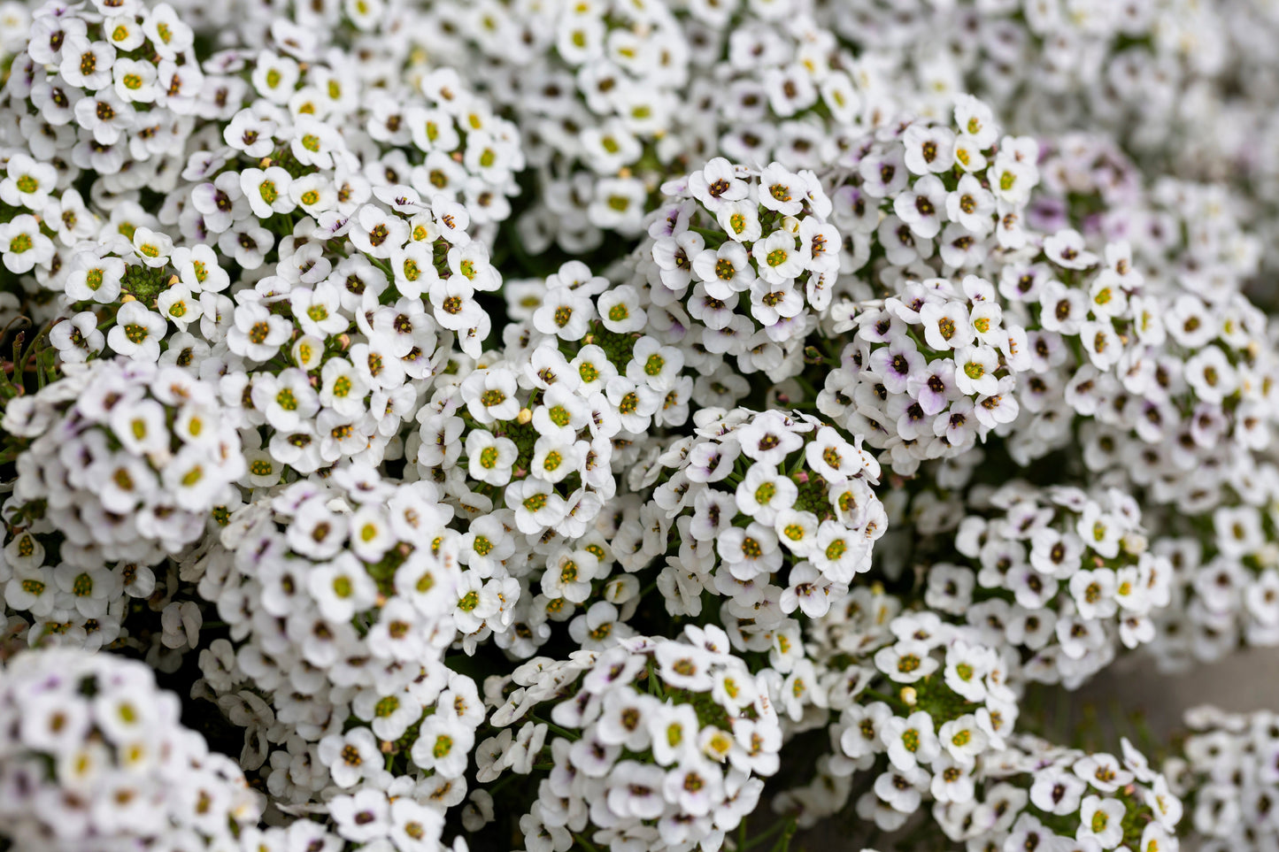 1000 WHITE SWEET ALYSSUM Carpet Of Snow Lobularia Maritima Flower Seeds