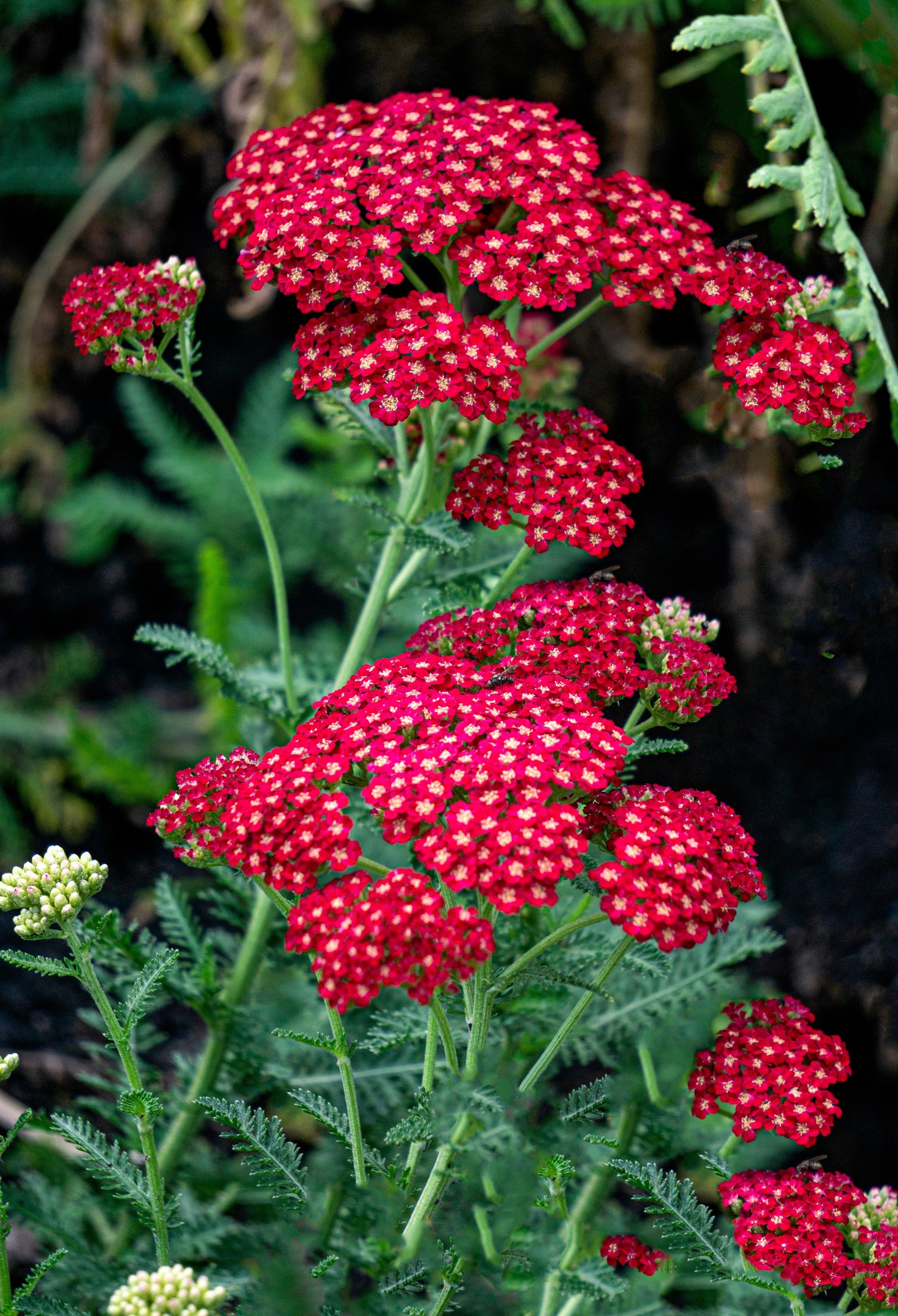 600 RED YARROW Achillea Millefolium Rubra Flower Seeds