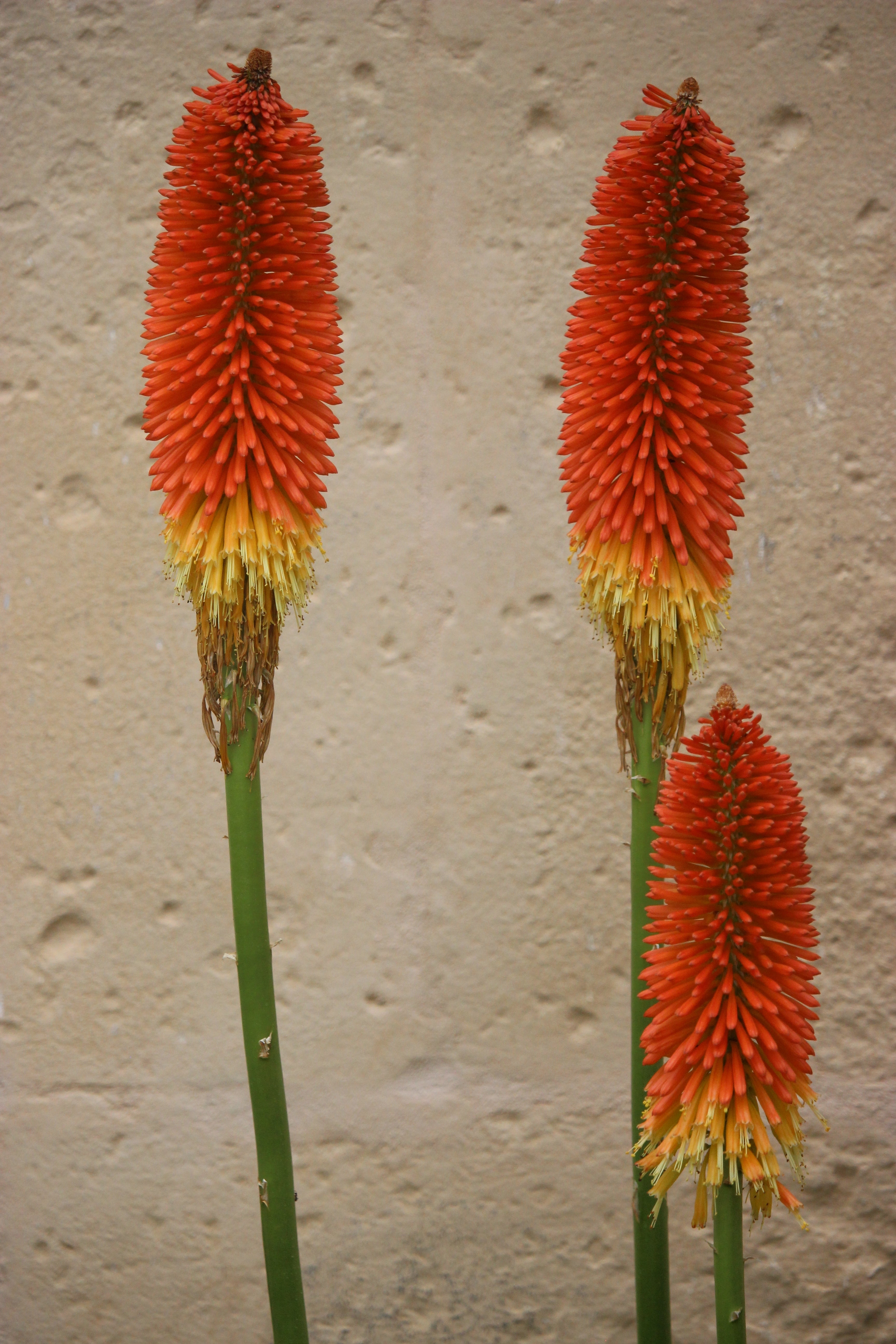 50 TORCH LILY Red Hot Poker / Tritoma / Kniphofia Uvaria Flower