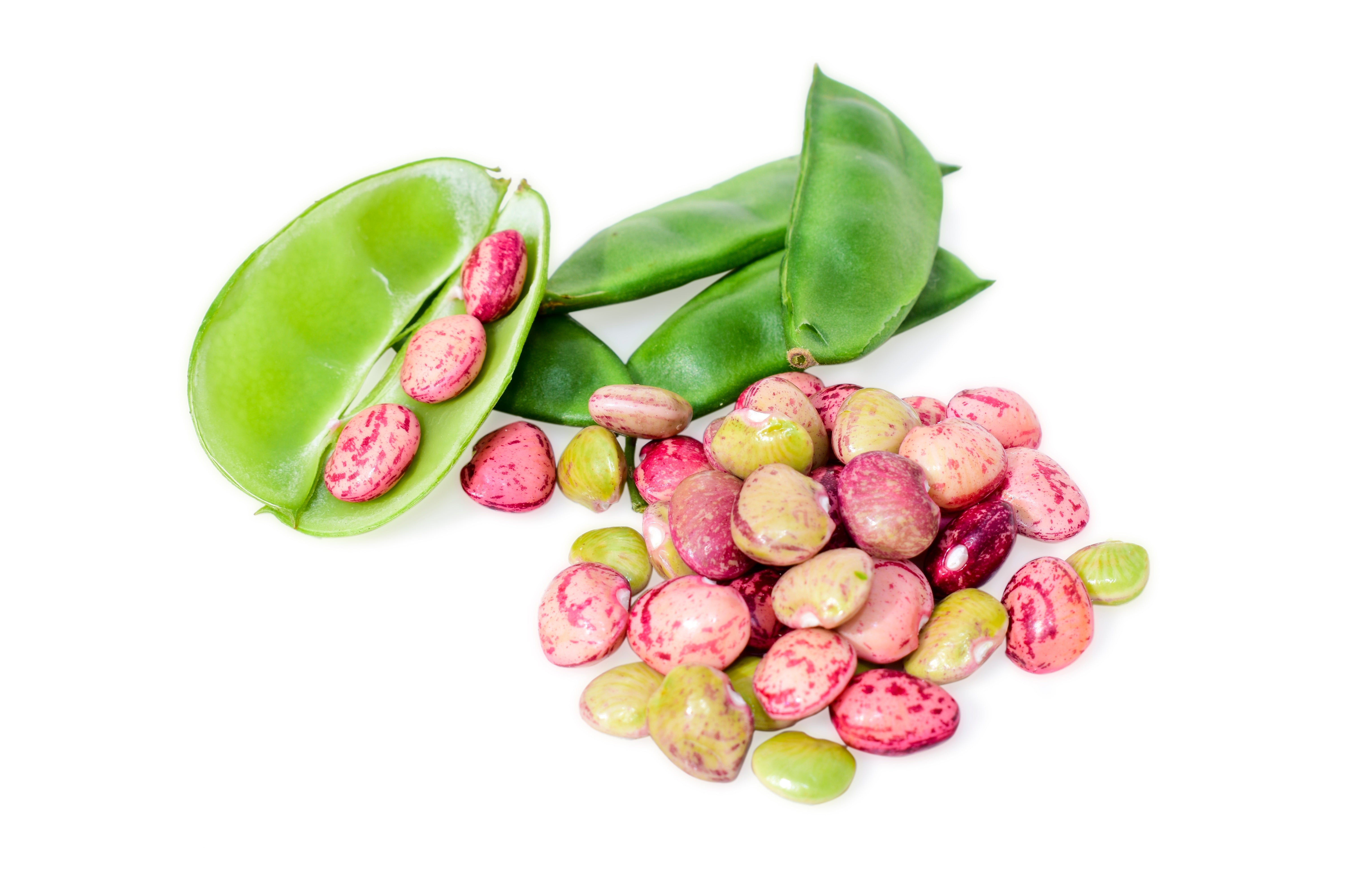 50 Speckled Dixie BUTTERPEA LIMA BEAN Phaseolus Vulgaris Bush Vegetabl ...