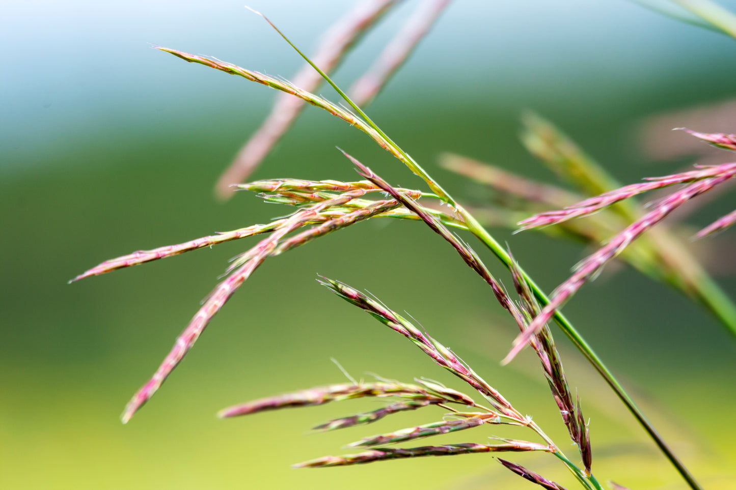 300 Ornamental BIG BLUESTEM GRASS Beardgrass Andropogon Gerardii Seeds