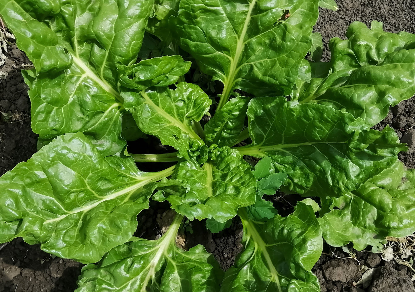 1000 GOLDEN BALL TURNIP Heirloom Yellow Brassica Rapa Root Vegetable Seeds