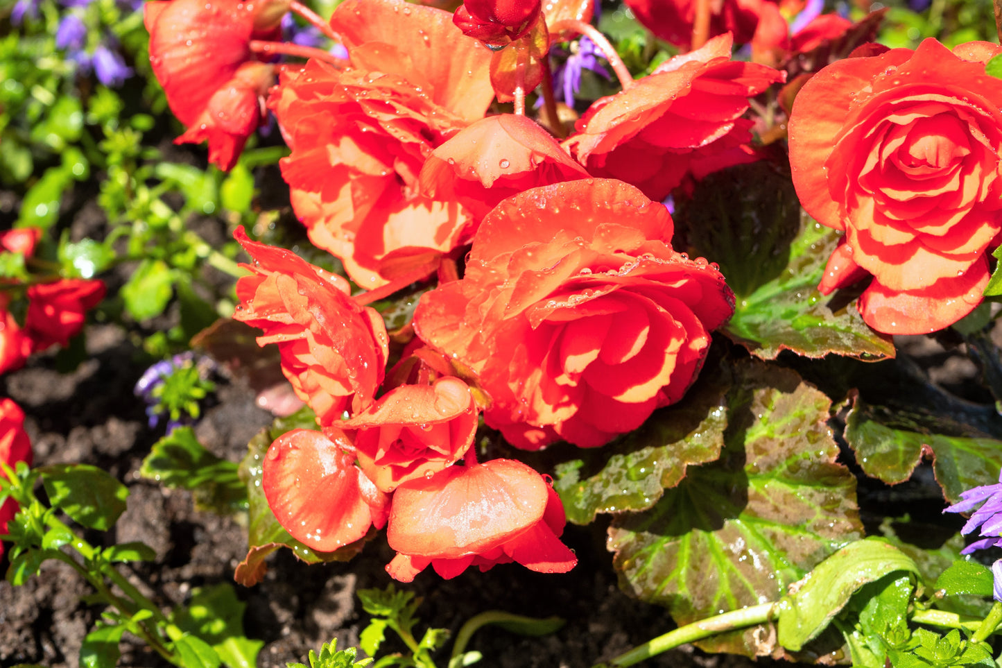 10 ORANGE DOUBLE BEGONIA Tuberosa Tuberous Begonia Shade Flower Seeds