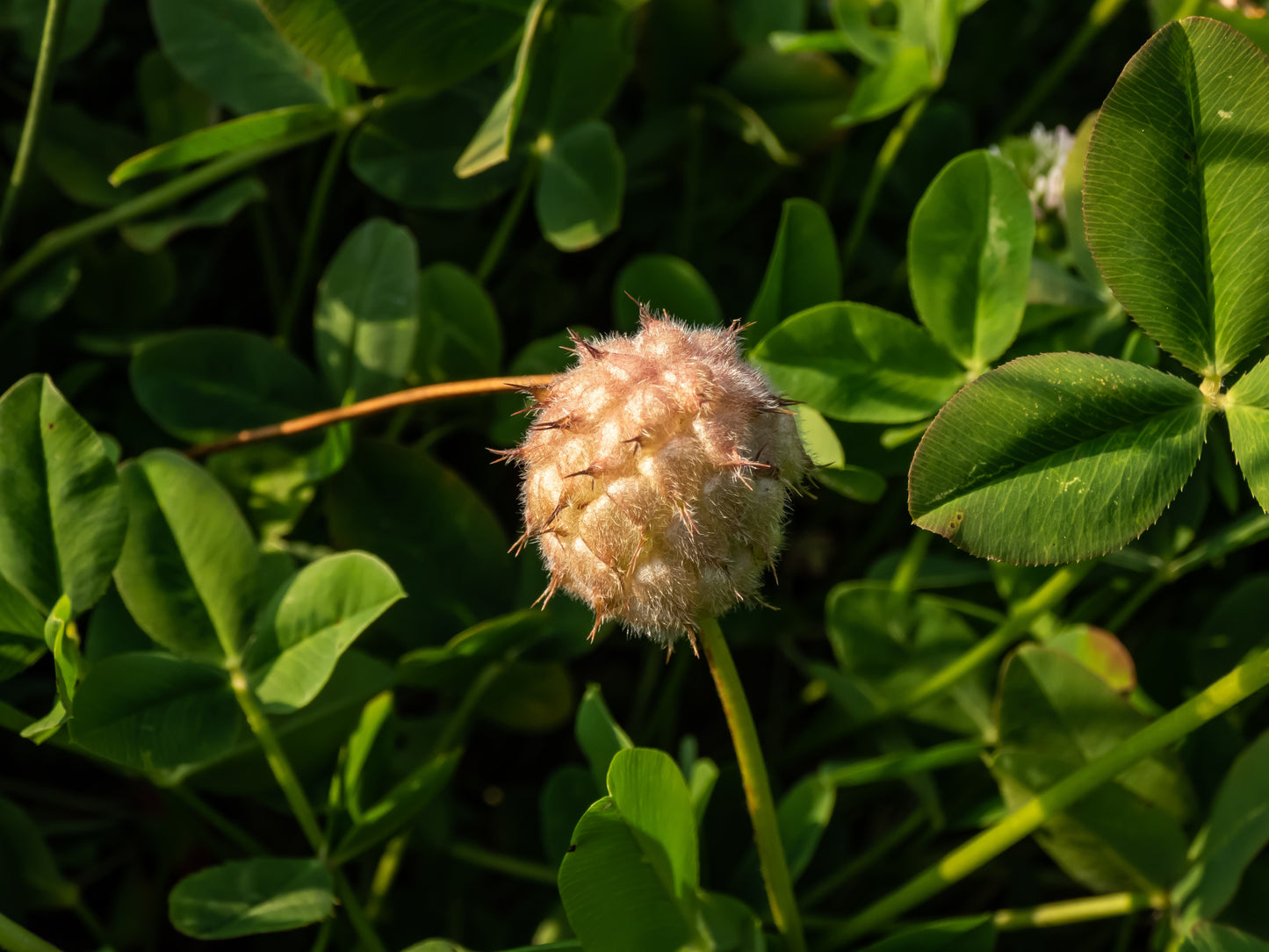 300 STRAWBERRY HEADED CLOVER Palestine Trifolium Fragiferum Pink Flower Seeds