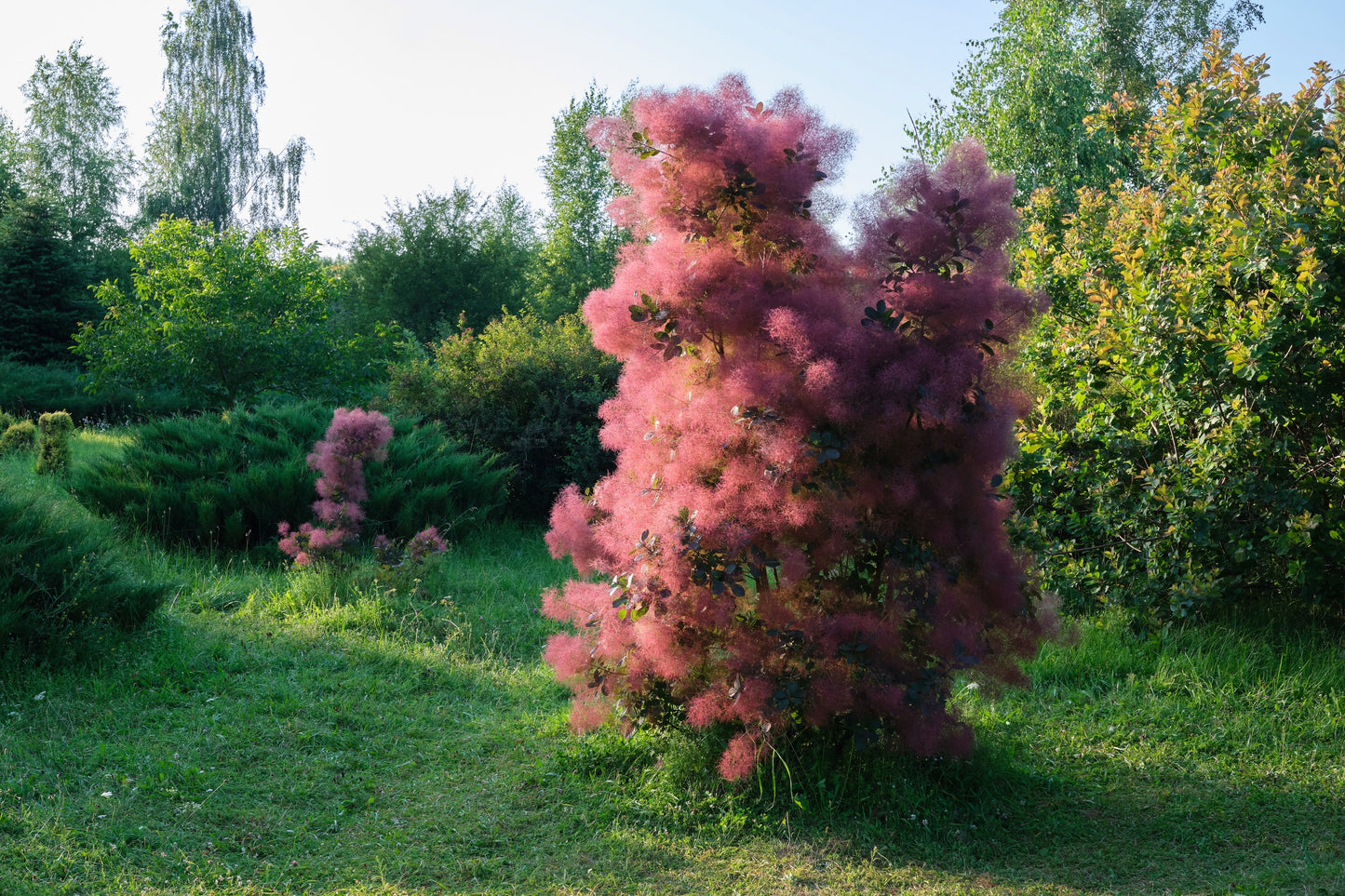 30 PURPLE SMOKE TREE Shrub Smokebush Cotinus Coggygria Rhus Cotinus Sumach Seeds