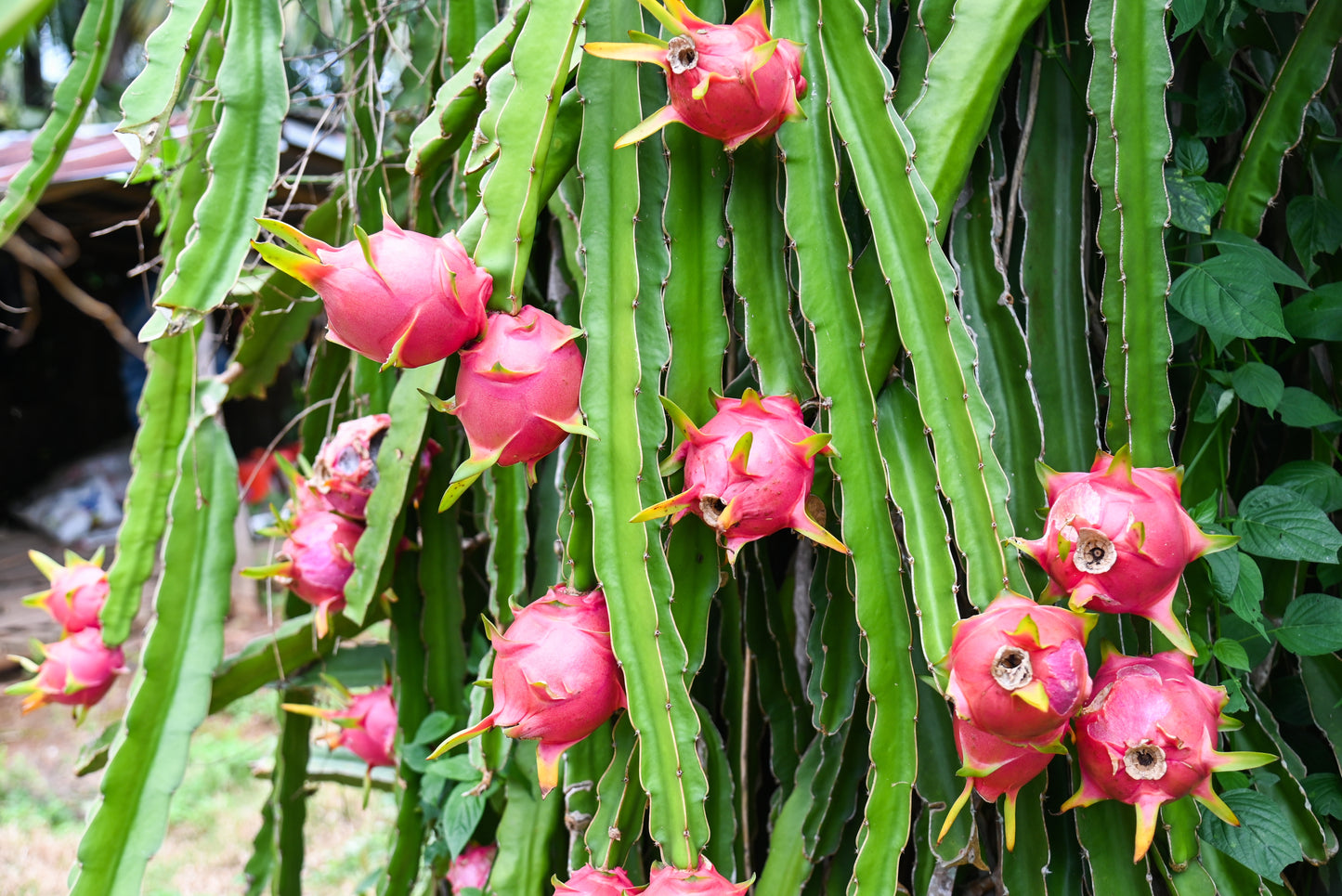 20 WHITE DRAGON FRUIT (Pitaya / Pitahaya / Strawberry Pear) Hylocereus Undatus Cactus Seeds