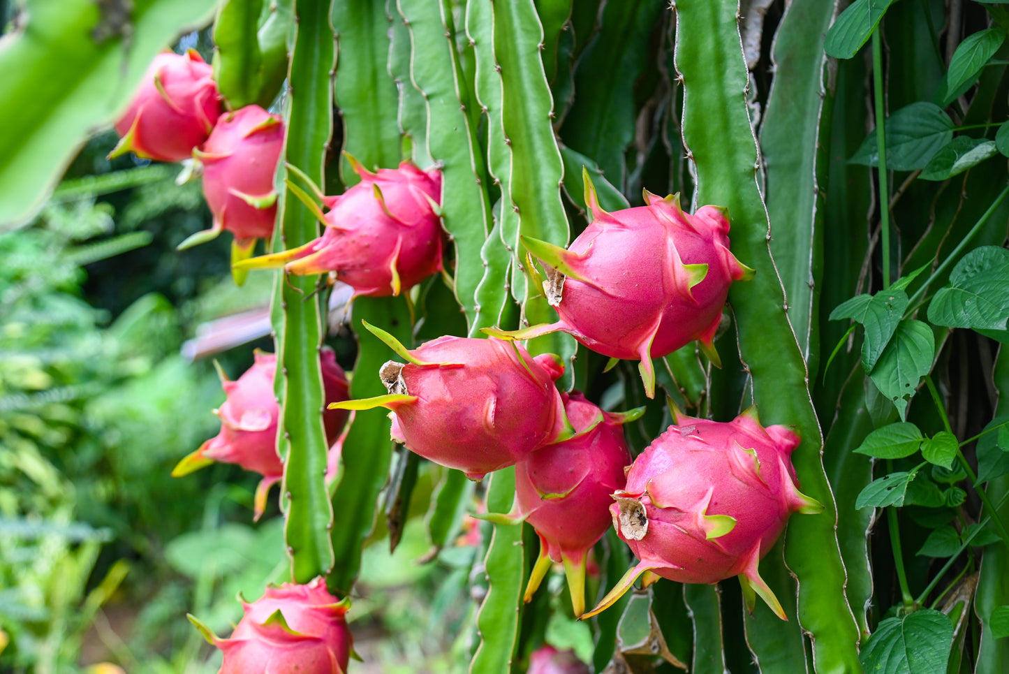 20 WHITE DRAGON FRUIT (Pitaya / Pitahaya / Strawberry Pear) Hylocereus Undatus Cactus Seeds