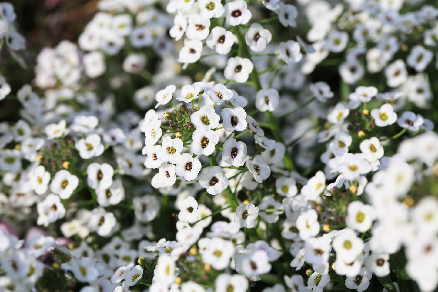 1000 WHITE SWEET ALYSSUM Carpet Of Snow Lobularia Maritima Flower Seeds