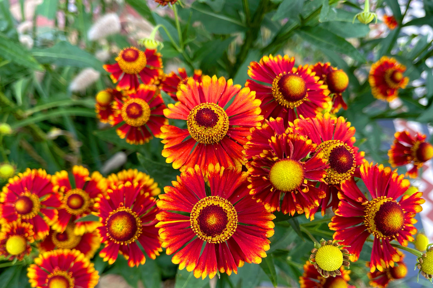 100 HELENIUM ' AUTUMN LEAVES ' Mix Helenium Autumnale Sneezeweed Mixed Colors Flower Seeds