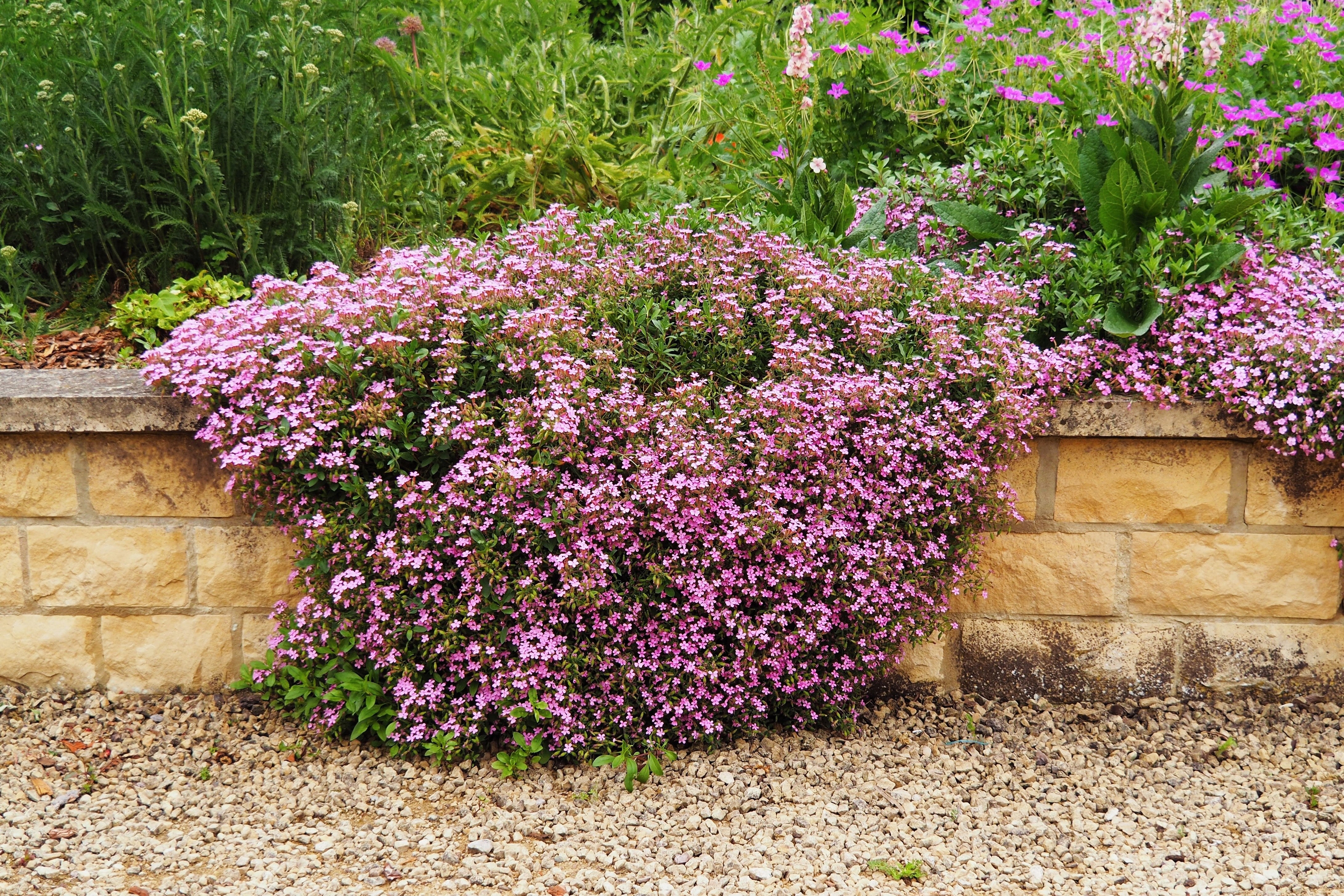 Seedville Rock Soapwort - Thumbnail 5