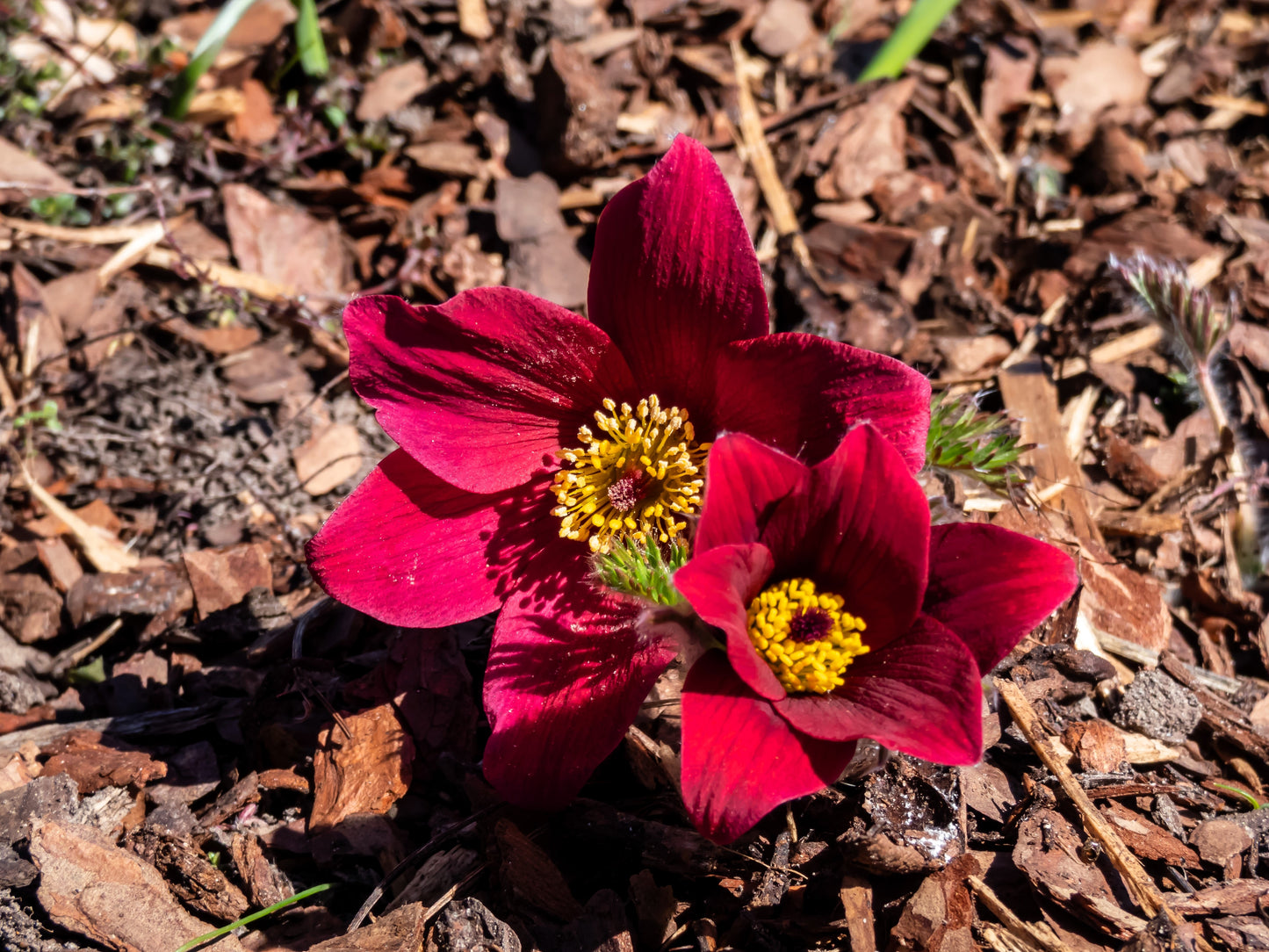 10 RED ANEMONE Pulsatilla Vulgaris PASQUE Flower Seeds