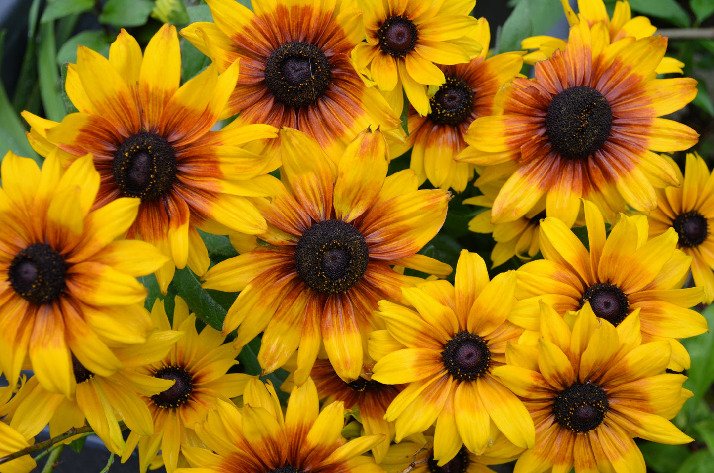 4000 Indian Summer GLORIOSA DAISY Rudbeckia Hirta Red Yellow Brown Flower Seeds