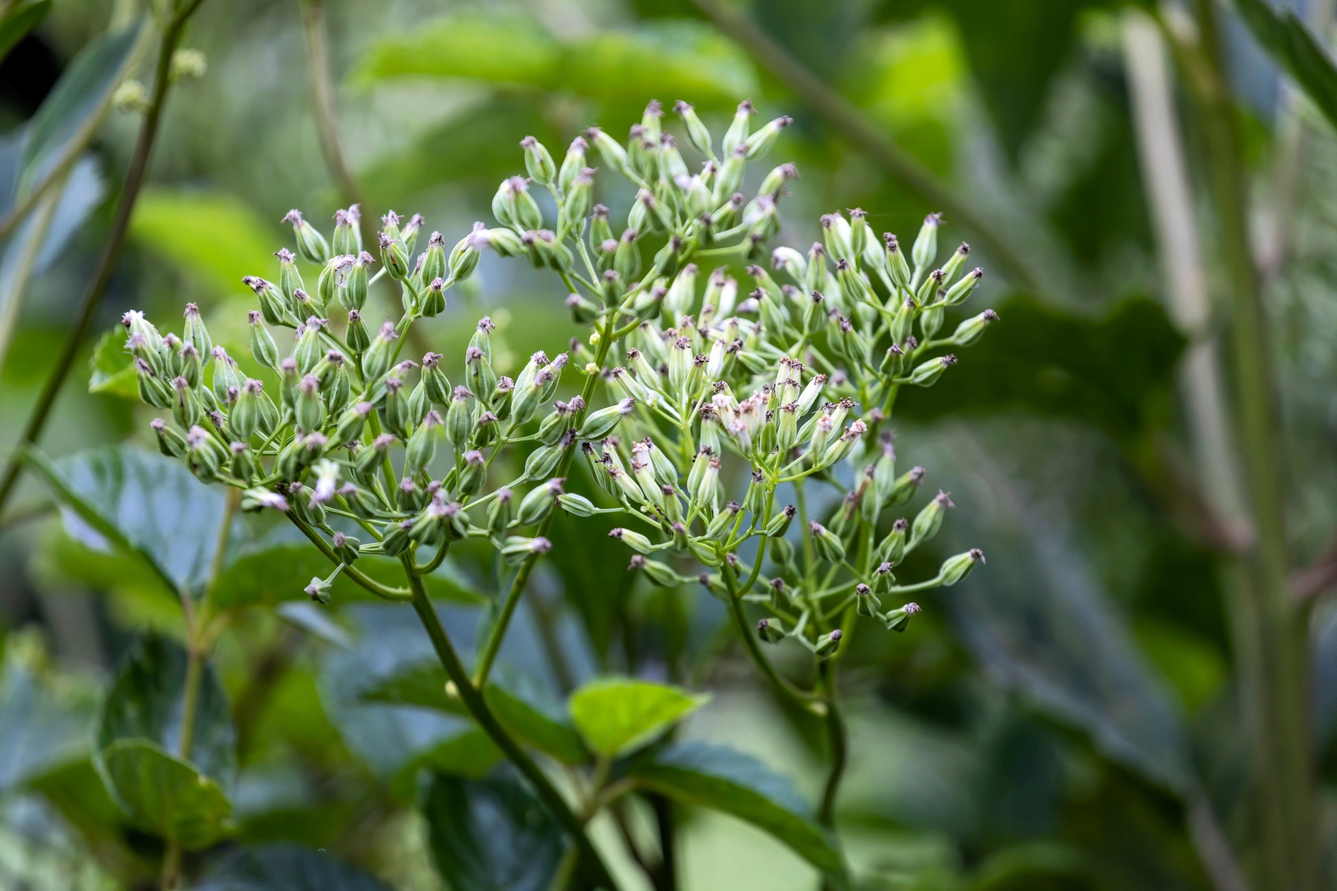 indian plants and seeds 50 GREAT INDIAN PLANTAIN Cacalia Muhlenbergii White Flower Seeds – Seedville USA