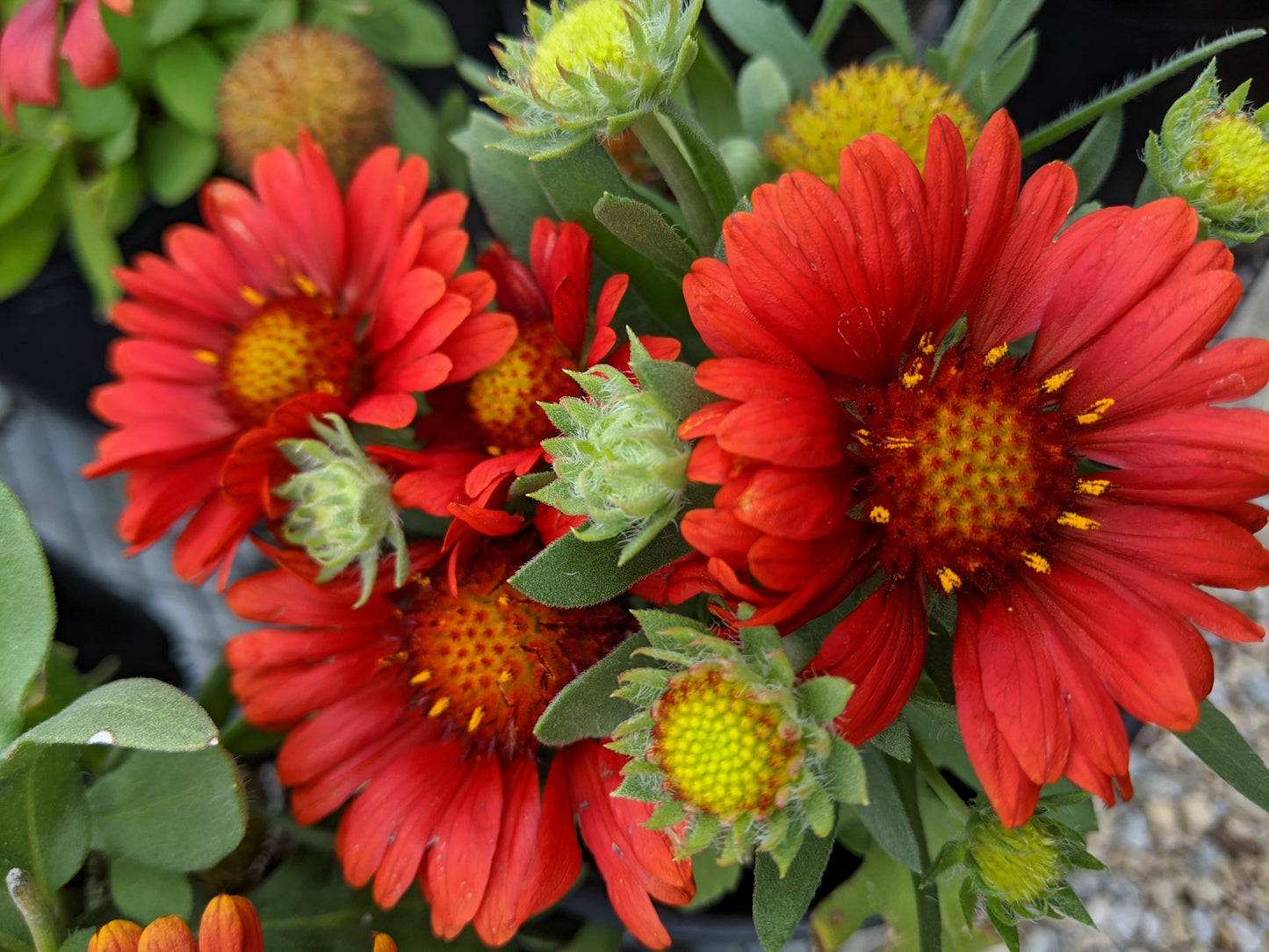 50 BURGUNDY GAILLARDIA Red Indian Blanket Flower Seeds