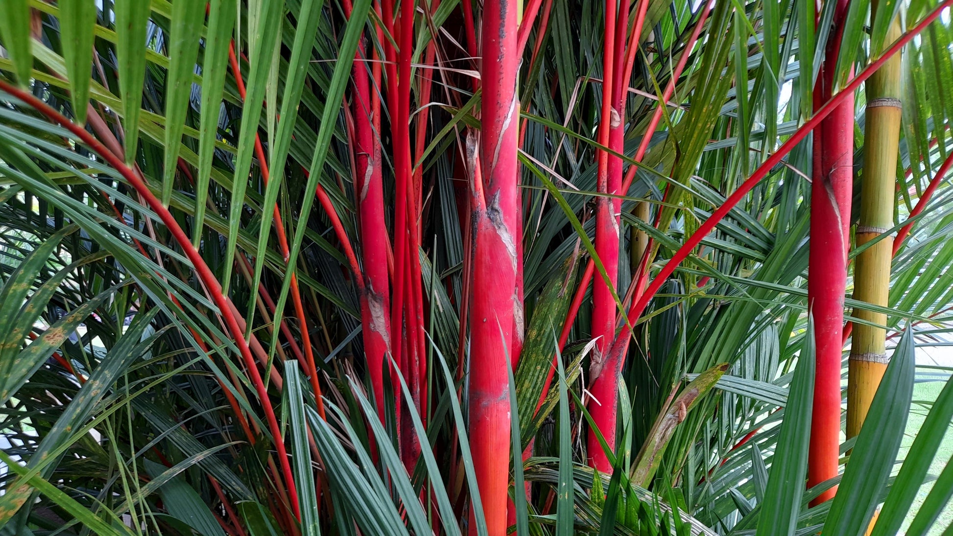 red palm plants for sale 10 Red LIPSTICK PALM Sealing Wax Palm Cyrtostachys Renda Tree Housepla – Seedville USA