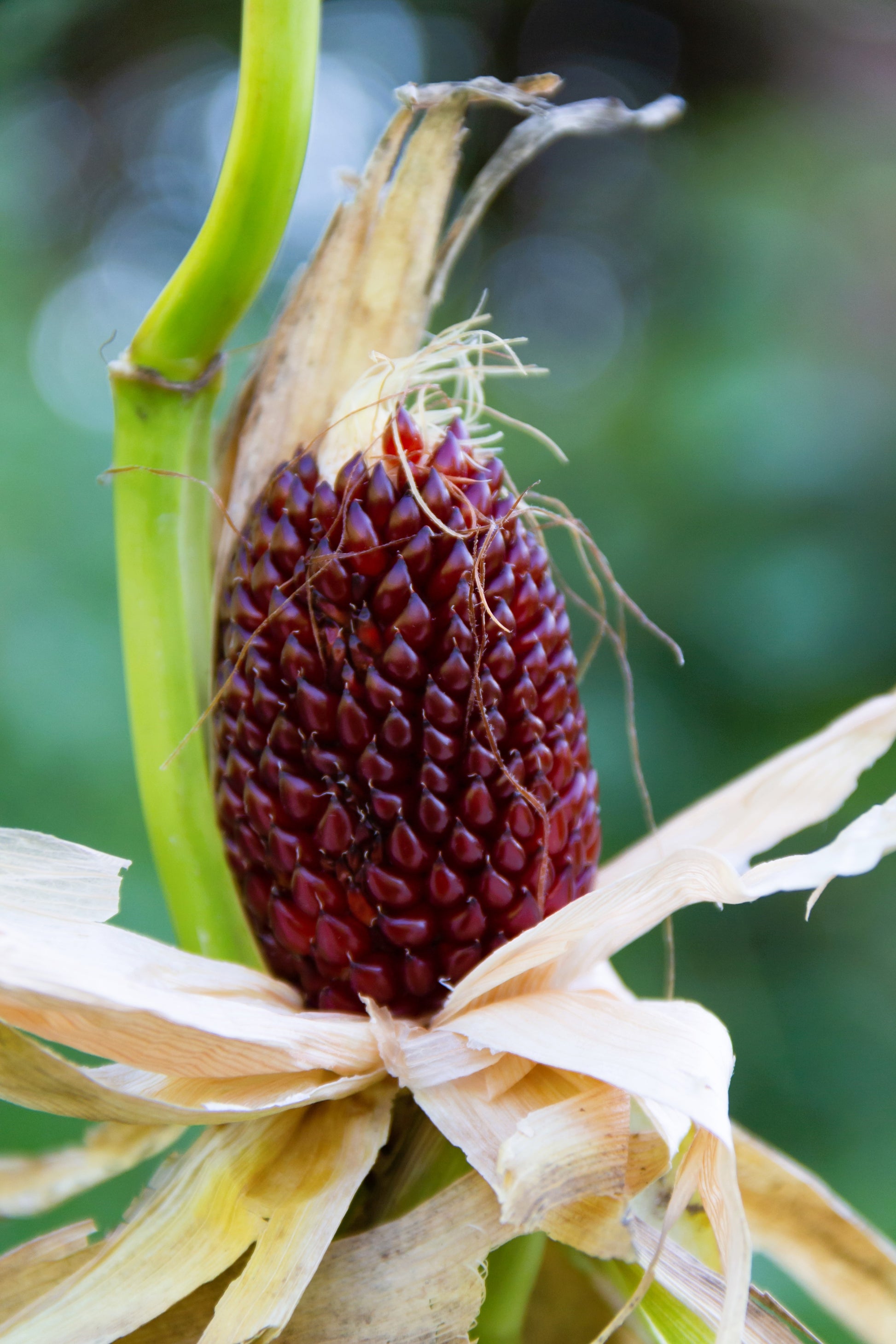 Les Grains De Maïs Sont Les Fruits Du Maïs. Zea Mays. Ingrédients Du Les Grains De Maïs Sont Les Fruits Du Maïs. Zea Mays. Ingrédients Du