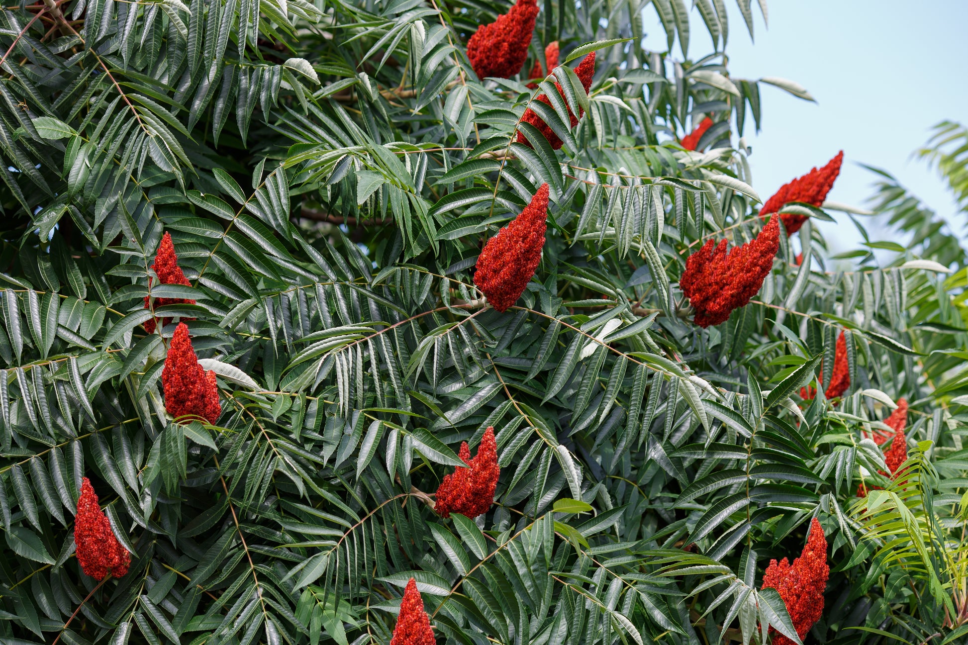 planting sumac seeds 50 STAGHORN SUMAC TREE Rhus Typhina Yellow Flowers Red Berries Seeds
