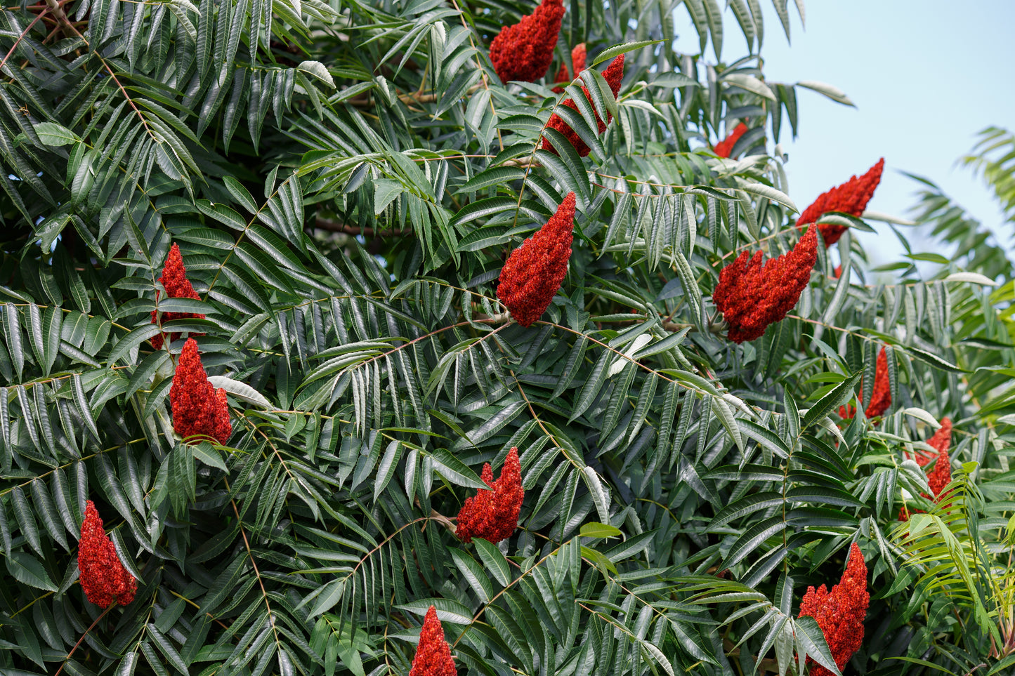 50 STAGHORN SUMAC TREE Rhus Typhina Yellow Flowers Red Berries Seeds