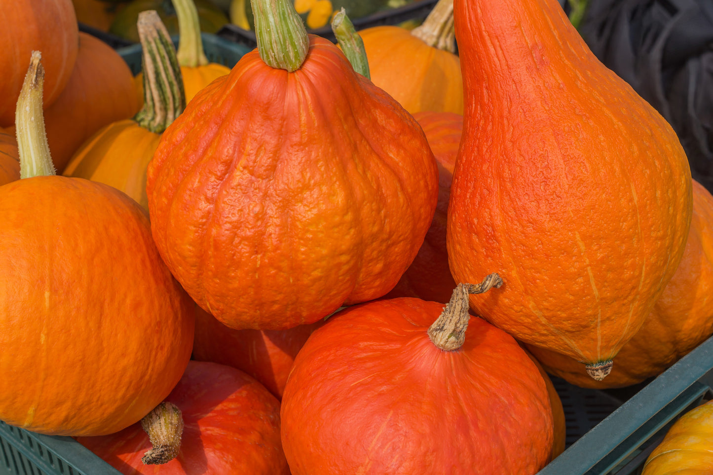 30 GOLDEN HUBBARD SQUASH Genesee Red Buttercup Cucurbita Pepo Vegetable Seeds