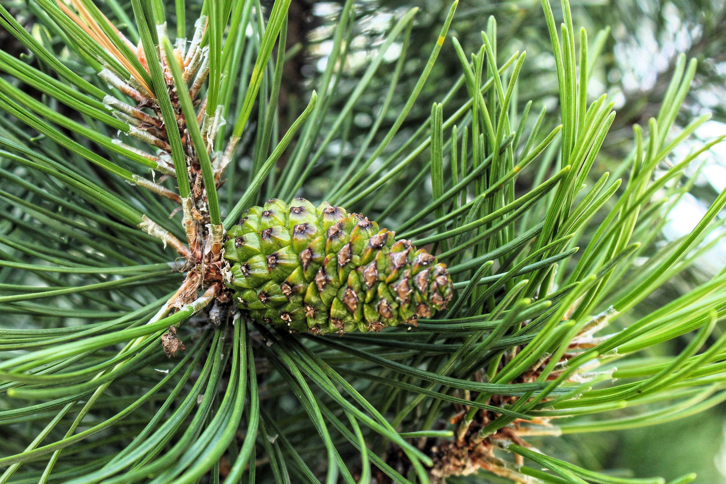 25 MUGO PINE Dwarf Evergreen Pinus Pumilio Shrub Seeds