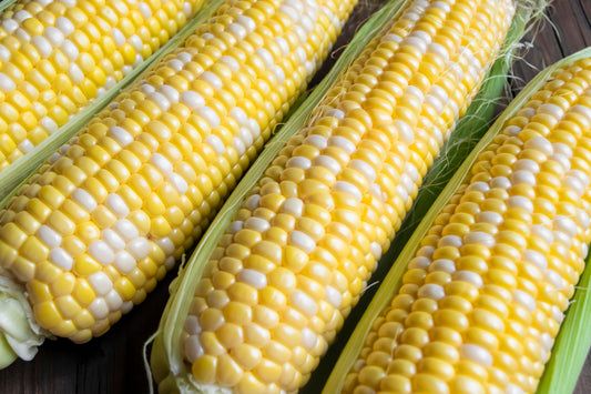 60 BICOLOR CORN DELECTABLE Yellow & White Zea Mays Vegetable Seeds