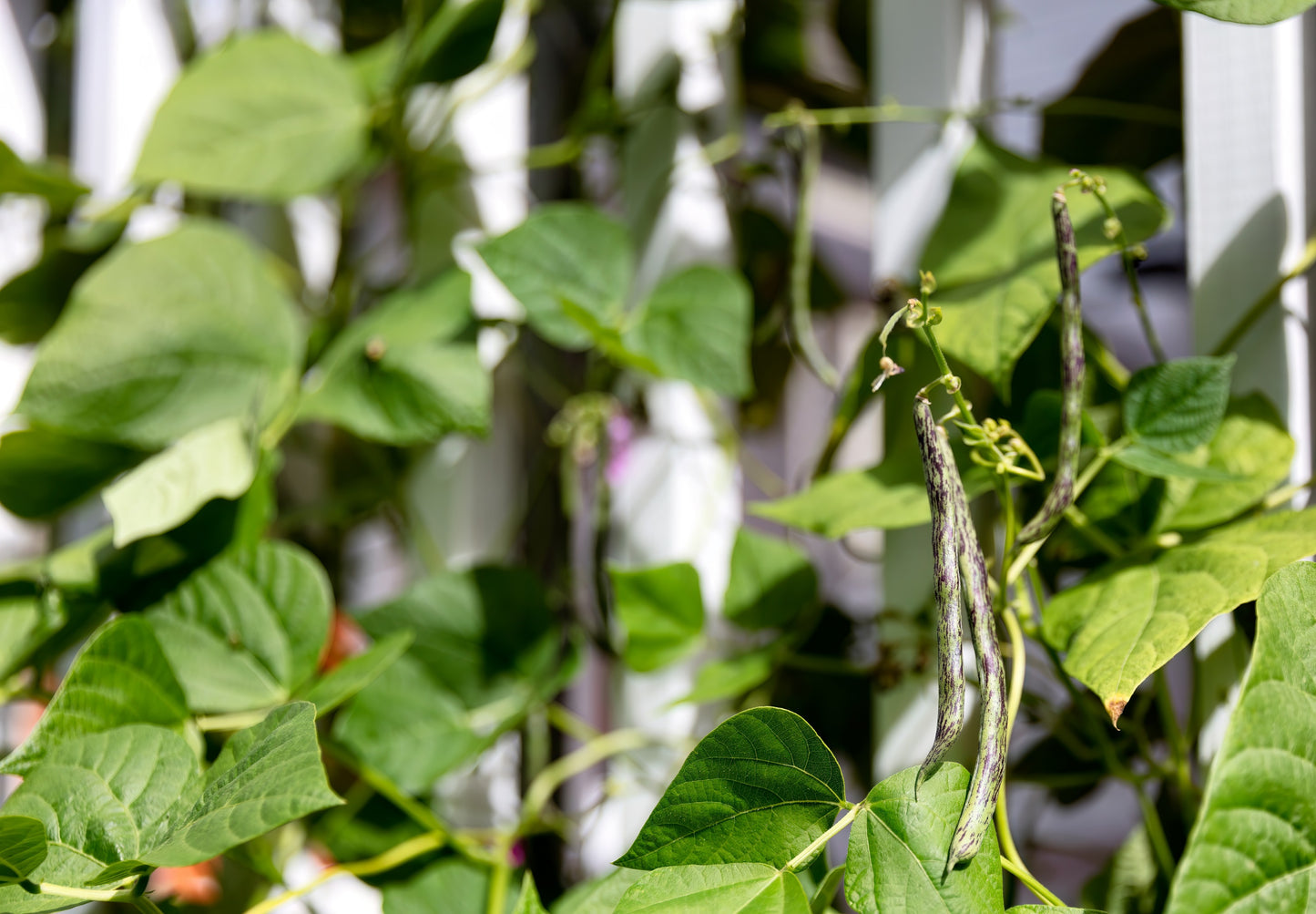 50 RATTLESNAKE POLE BEAN Stringless Purple Phaseolus Vulgaris Vegetable Seeds