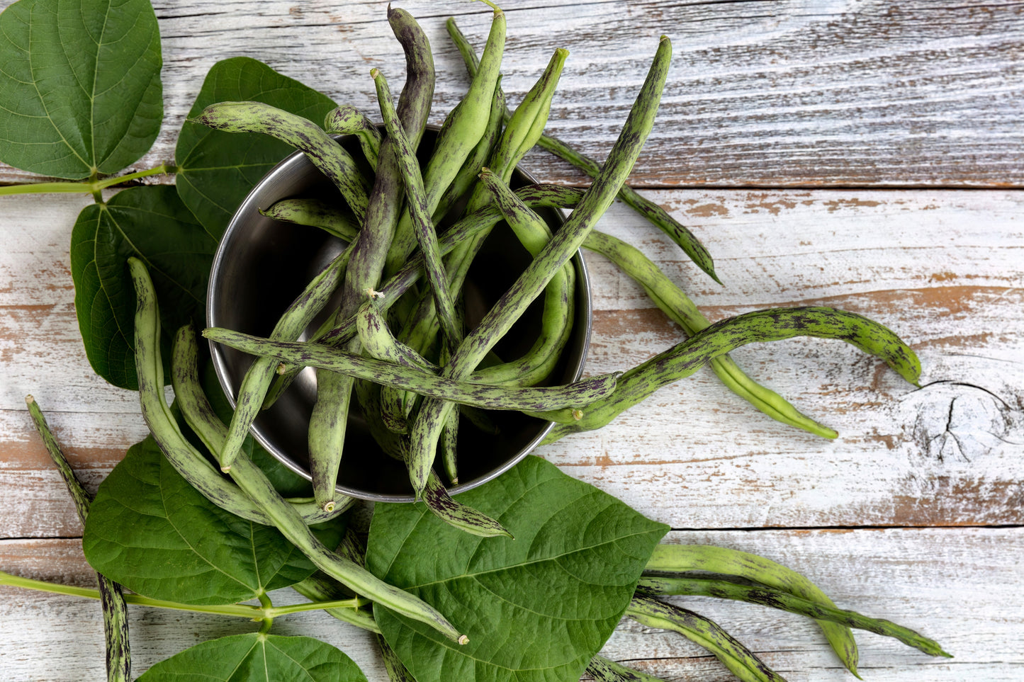 50 RATTLESNAKE POLE BEAN Stringless Purple Phaseolus Vulgaris Vegetable Seeds