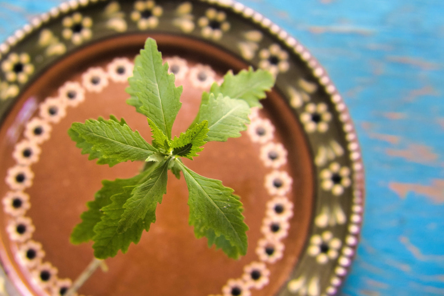 300 EPAZOTE (Mexican Tea) Chenopodium Ambrosioides  Dysphania Herb Flower Seeds