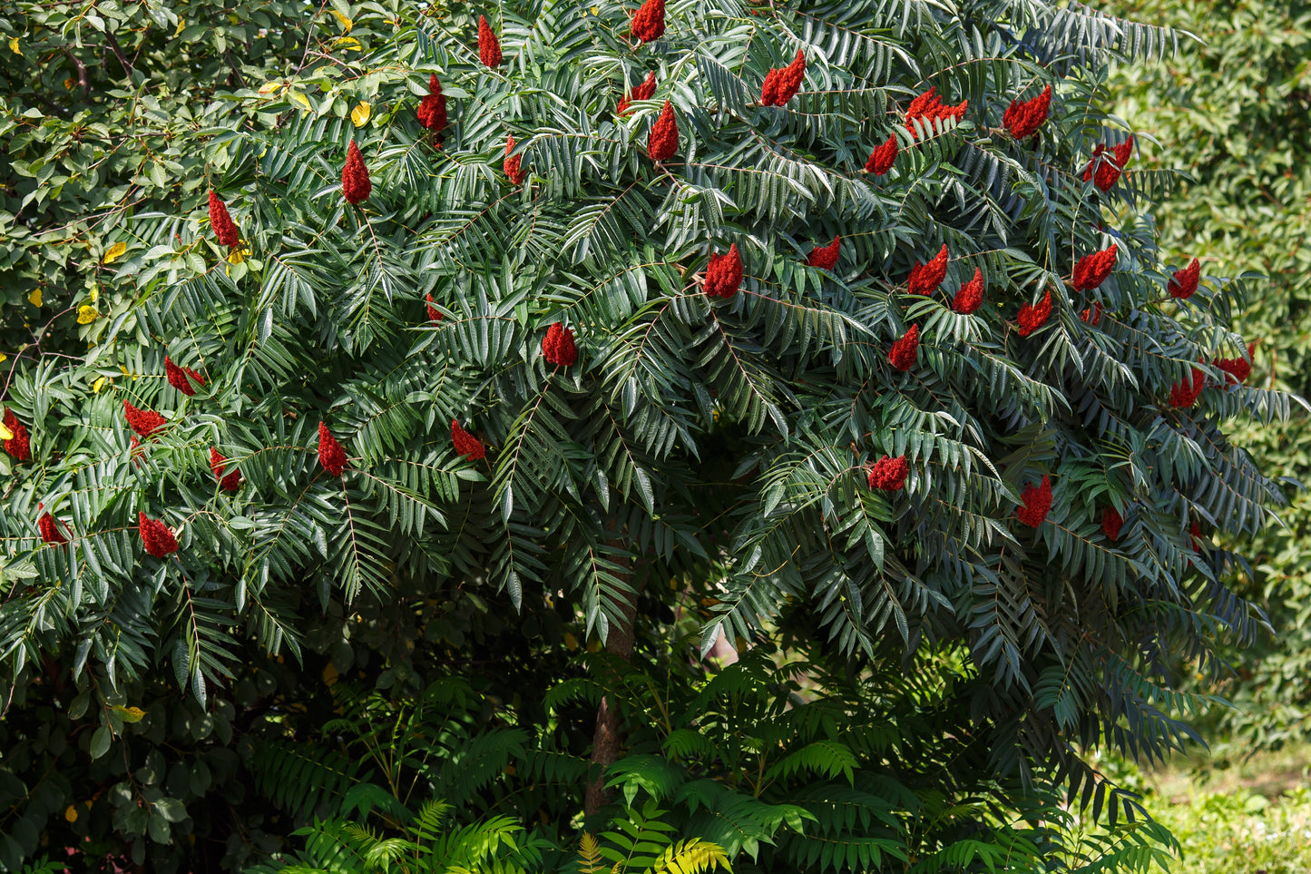 50 STAGHORN SUMAC TREE Rhus Typhina Yellow Flowers Red Berries Seeds