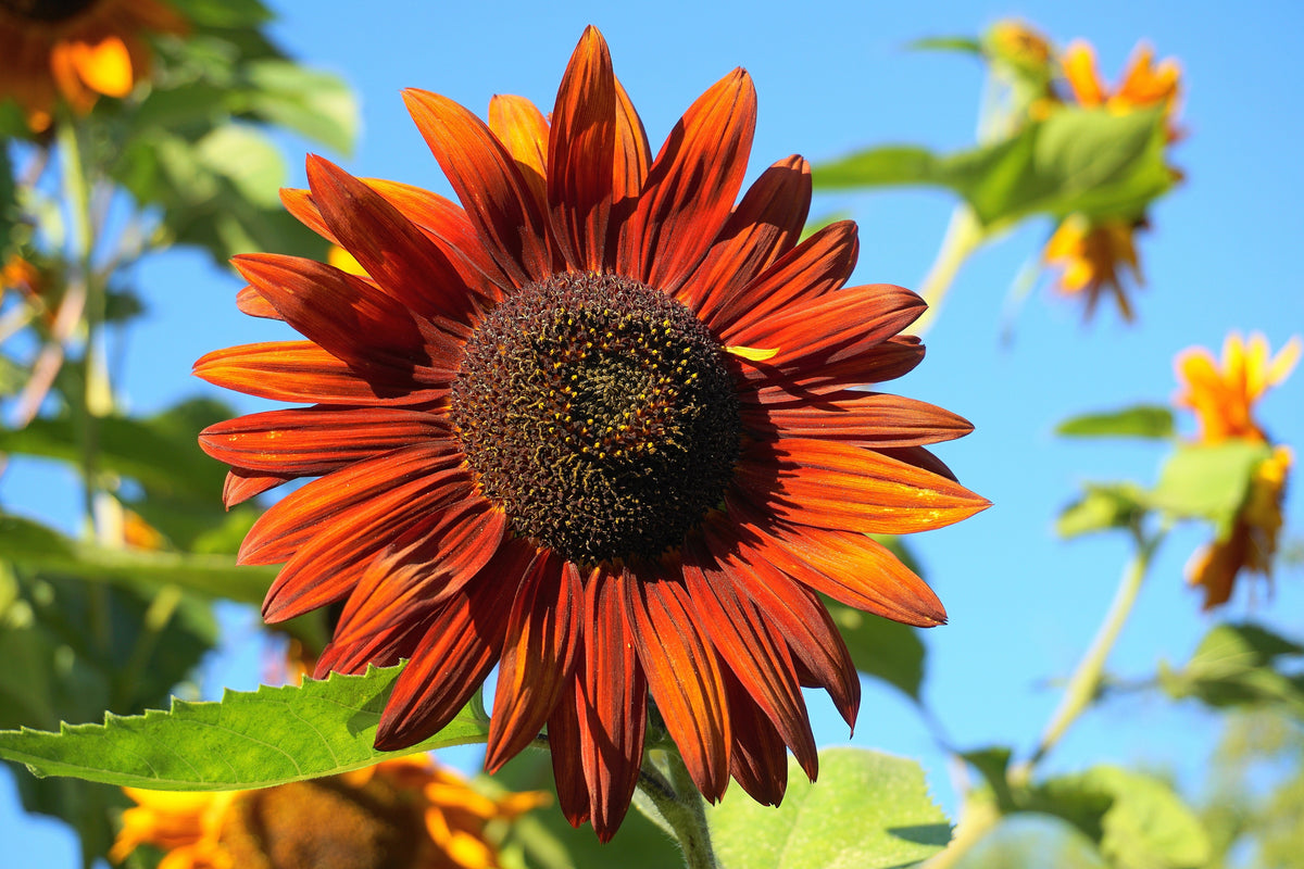 100 Mixed EVENING COLORS SUNFLOWER Helianthus Annuus Orange Red Gold Flower Seeds