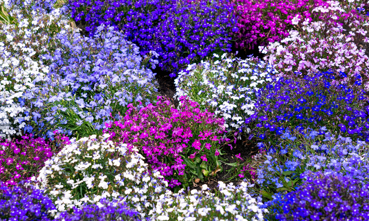 200 MIXED COLORS LOBELIA Regatta Lobelia Erinus Flower Seeds