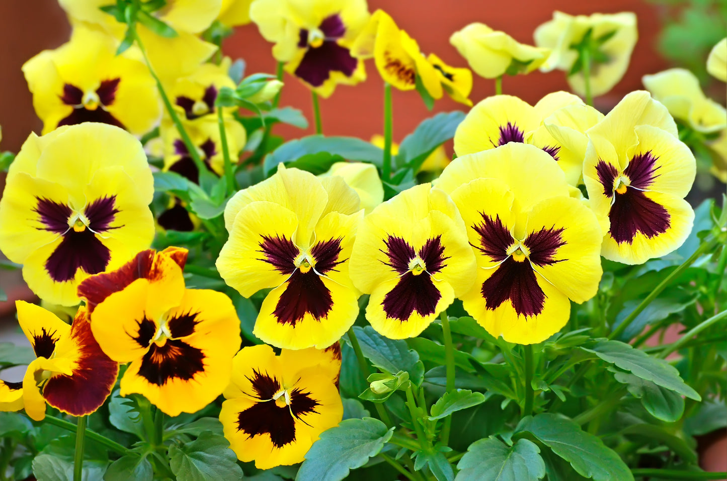 50 YELLOW & BROWN PANSY Swiss Giant Violet Viola Wittrockiana Flower Seeds