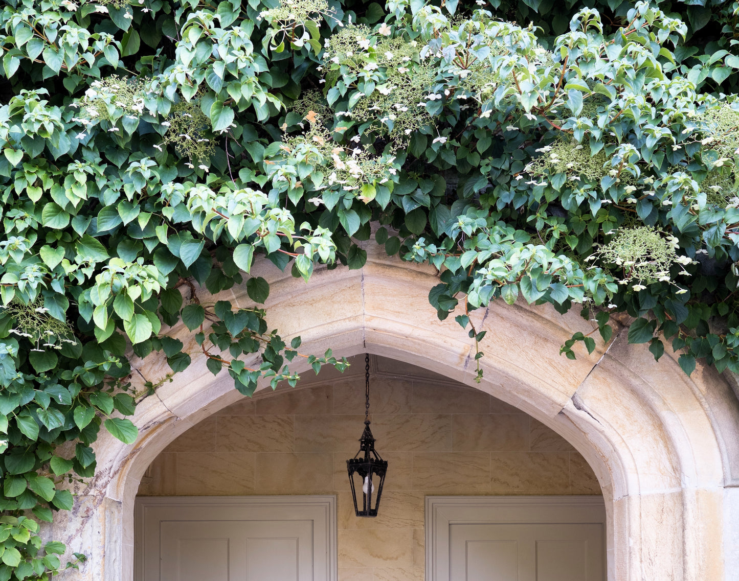 50 CLIMBING HYDRANGEA Anomala Petiolaris Vine Flower Seeds