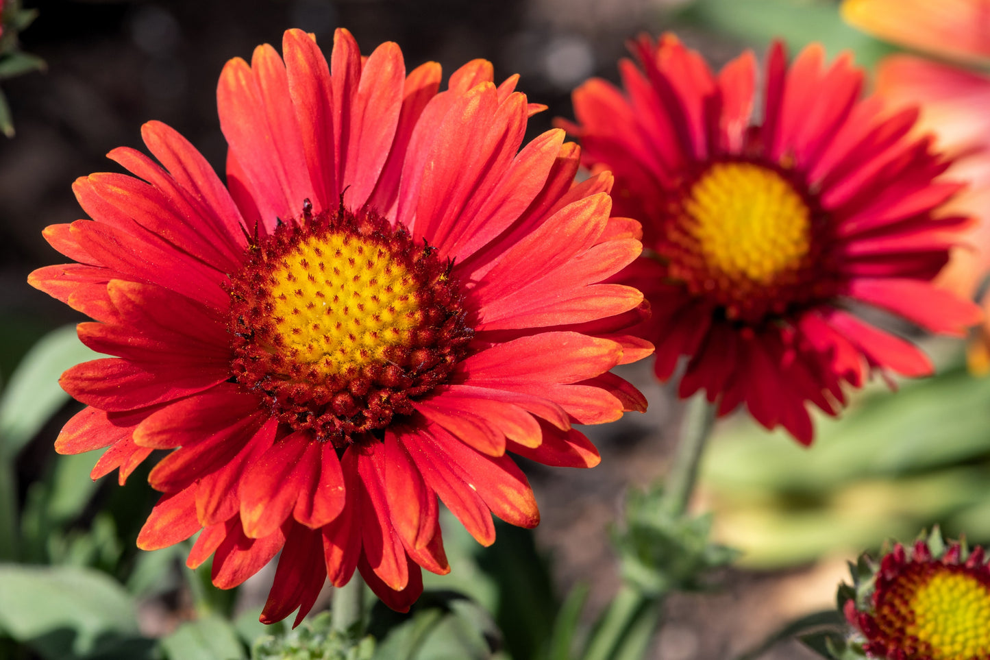 50 BURGUNDY GAILLARDIA Red Indian Blanket Flower Seeds