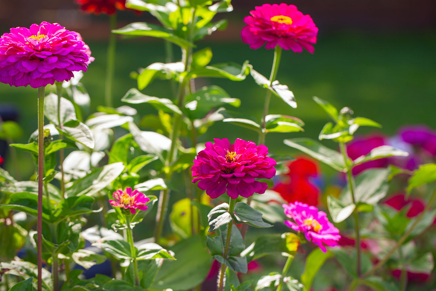 250 VIOLET QUEEN ZINNIA Elegans Purple Double Dahlia Heirloom Flower Seeds