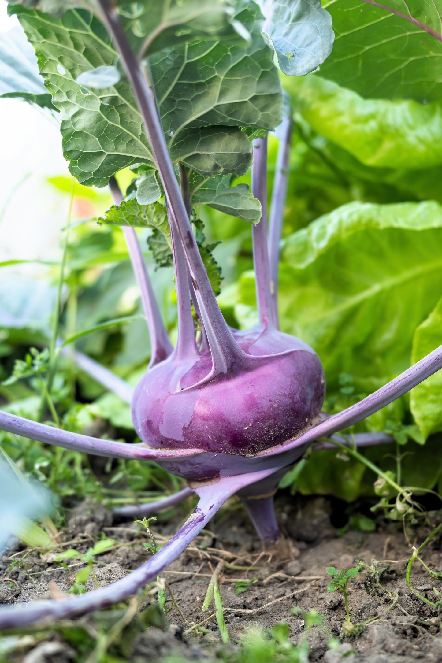 2000 PURPLE VIENNA KOHLRABI Brassica Oleracea Gongylodes Vegetable Seeds