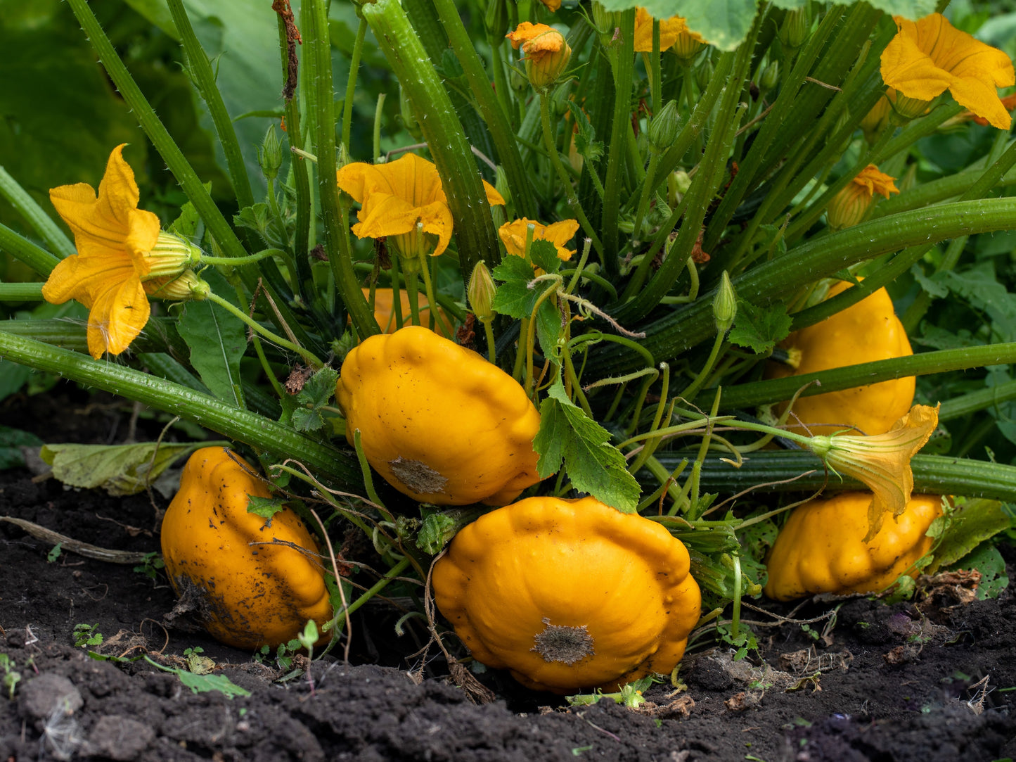 10 Golden YELLOW Bush SCALLOP SQUASH (Patty Pan / Paty Pan / Squanter Squash) Summer Cucurbita Pepo Vegetable Seeds